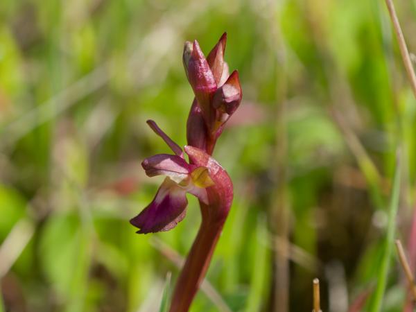 <h3><a href="/trips/kreta/biota/plantae/tracheophyta/liliopsida/asparagales/orchidaceae/anacamptis collina/anacamptis collina-nl.html">Anacamptis&nbsp;collina</a> / Fan‑lipped&nbsp;orchid / Heuvelorchis</h3>OM-1 Mark II met OLYMPUS M.150-400mm F4.5 TC, 1/2000 sec  bij F5.6, ISO 1000, afstand 1.825&nbsp;m